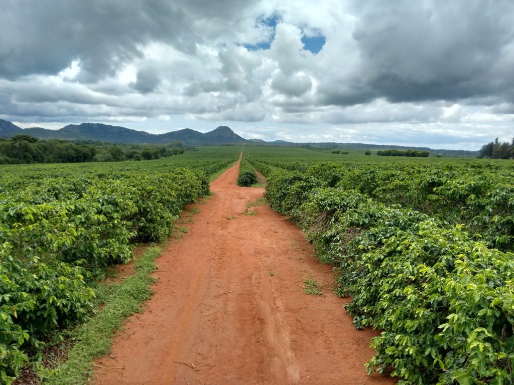 Malawi Sable Farms PB El Gato Coffee Roasters