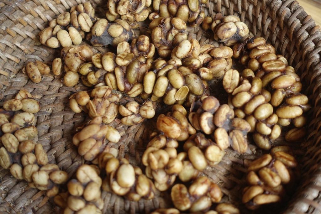 Kawa Luwak