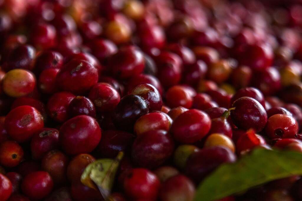 Rwanda Mushonyi Kawa Specialty