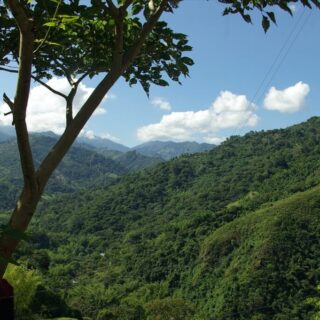 Kolumbia Quindio Finca Palmichal - Kawa Speciality