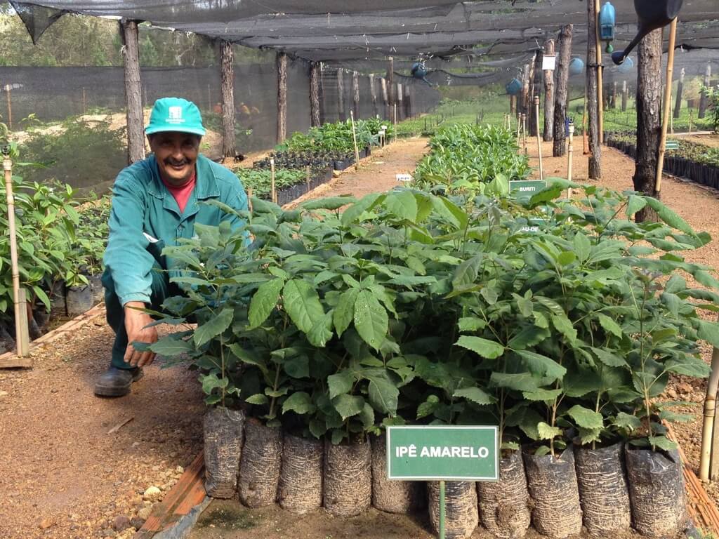 Kawa ziarnista Brazylia Cerra do Cabral