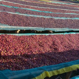 Kawa ziarnista Arsi Nensebo