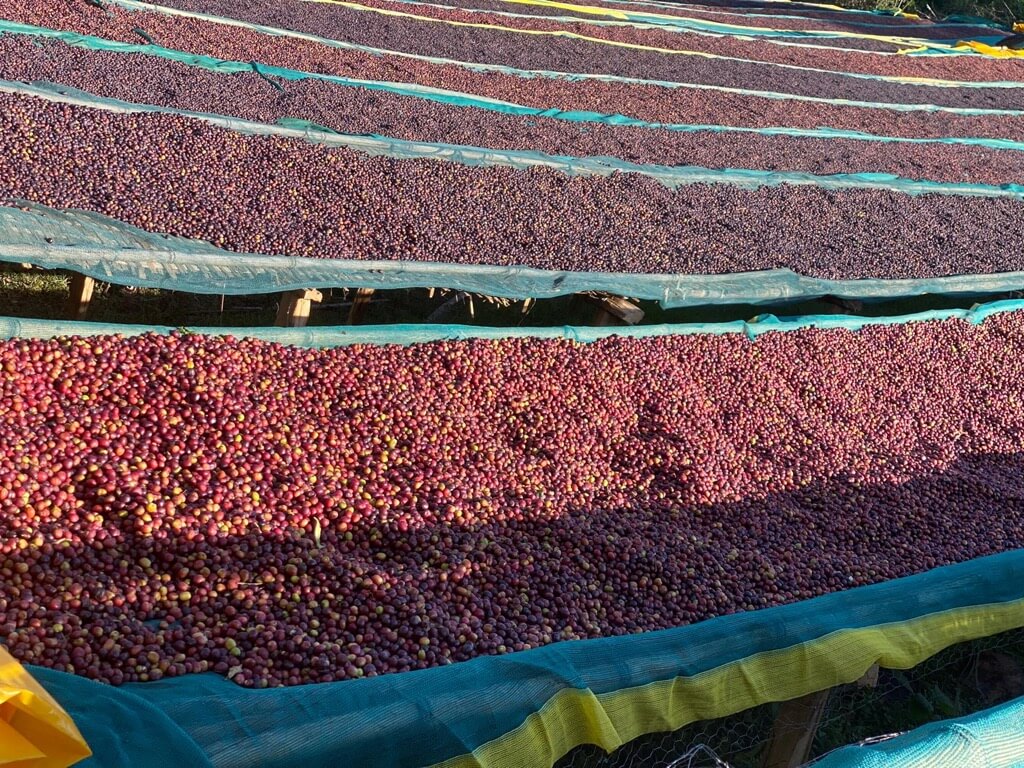 Kawa ziarnista Arsi Nensebo