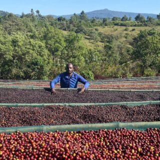 Kawa ziarnista Arsi Nensebo