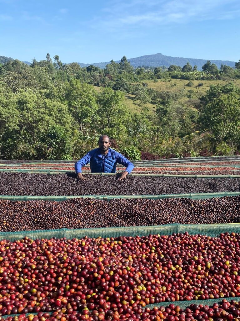 Kawa ziarnista Arsi Nensebo
