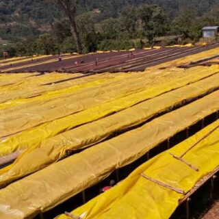 Kawa ziarnista Arsi Nensebo