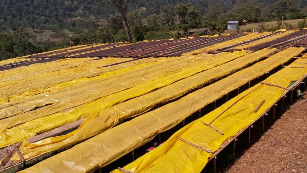 Kawa ziarnista Arsi Nensebo