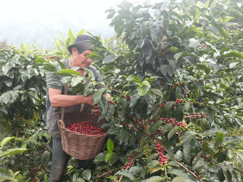 Kawa ziarnista z Peru Rodriguez de Mendoza Organic Kawa Specialty