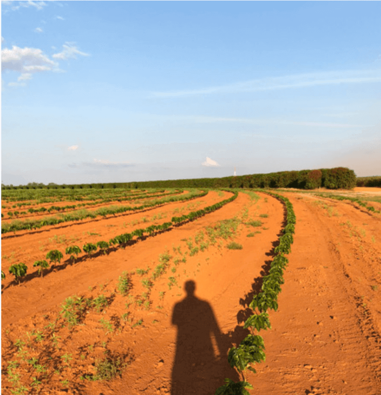 Kawa ziarnista Caramelo Doce 2