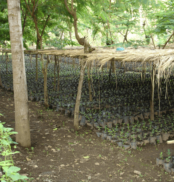 Kawa ziarnista Indonezja Blawan Estate