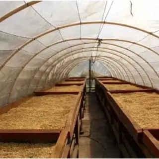 Kawa z Hondurasu Guara Verde