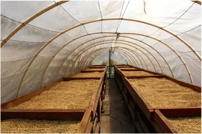 Kawa z Hondurasu Guara Verde