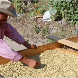 Kawa z Hondurasu Guara Verde