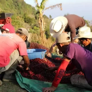 Kawa z Hondurasu Guara Verde