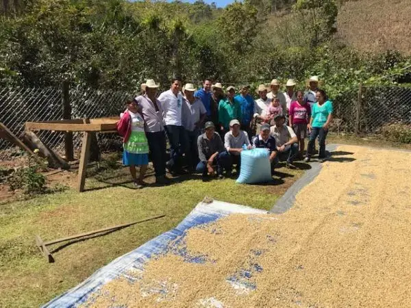 Kawa z Hondurasu Guara Verde