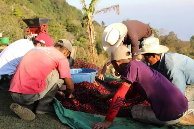 Kawa z Hondurasu Guara Verde