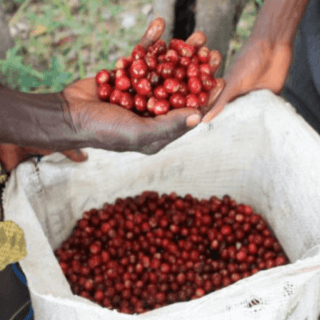 Zambia Kachipapa Farm