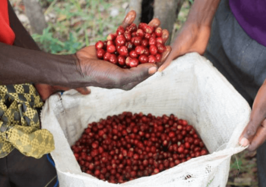 Zambia Kachipapa Farm