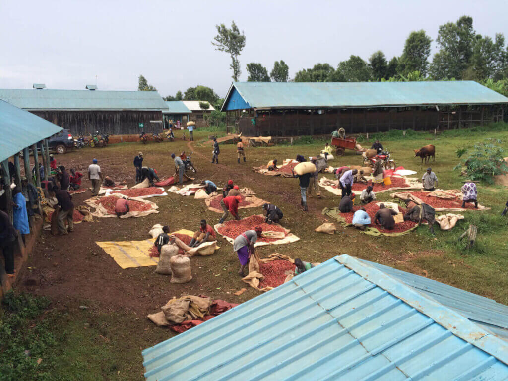 Kawa z Kenii plantacja