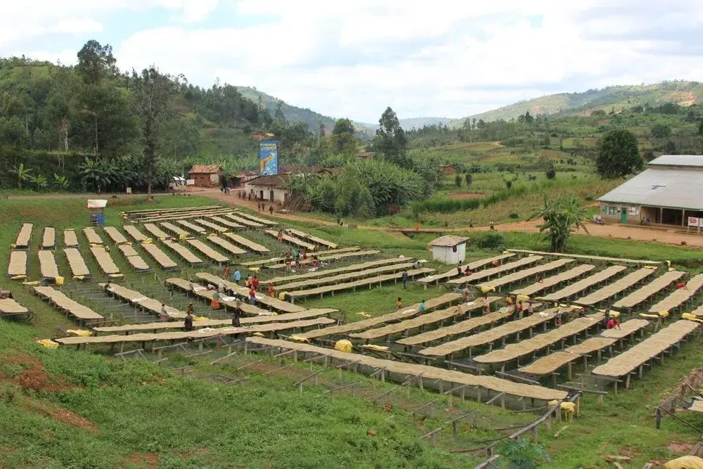 Burundi kawa ziarnista