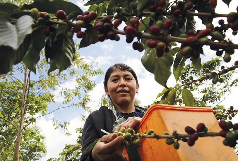 Peru Pichanaki Organic